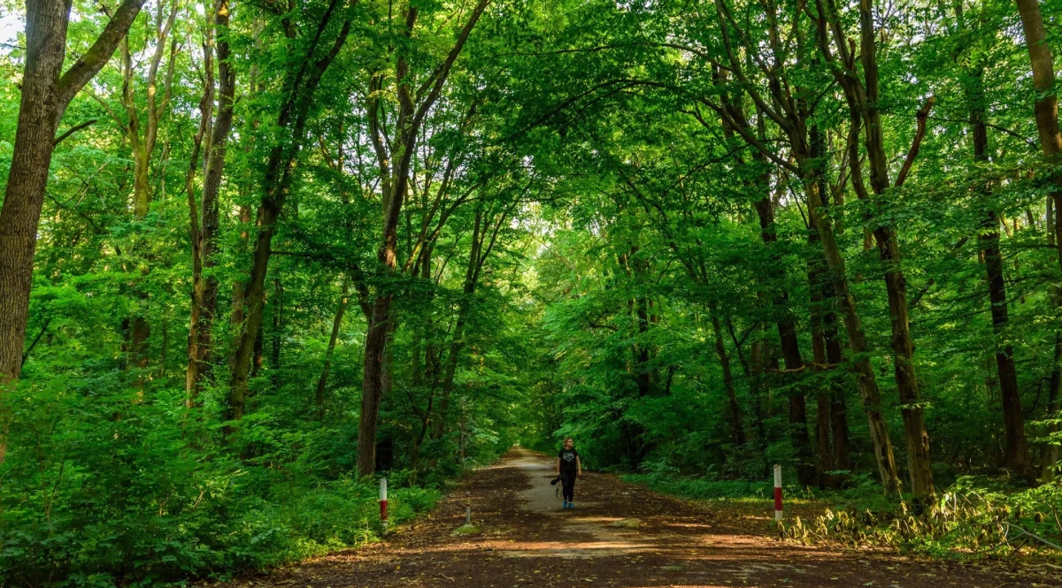 Fonduri europene pentru împădurirea a zeci de mii de hectare, pierdute. În Ilfov nu s-a plantat niciun copac | Digi24