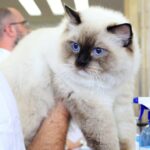 SofistiCAT Salonul Felin Internațional