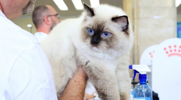 SofistiCAT Salonul Felin Internațional