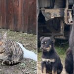 Sterilizări gratuite câini și pisici Ilfov