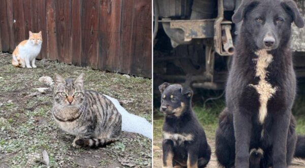 Sterilizări gratuite câini și pisici Ilfov