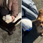 Sterilizări gratuite câinii cu proprietar Măgurele