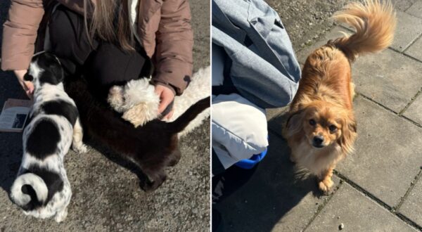 Sterilizări gratuite câinii cu proprietar Măgurele