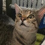 Sterilizări gratuite pisici ASPA