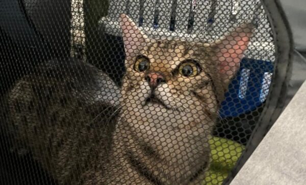 Sterilizări gratuite pisici ASPA