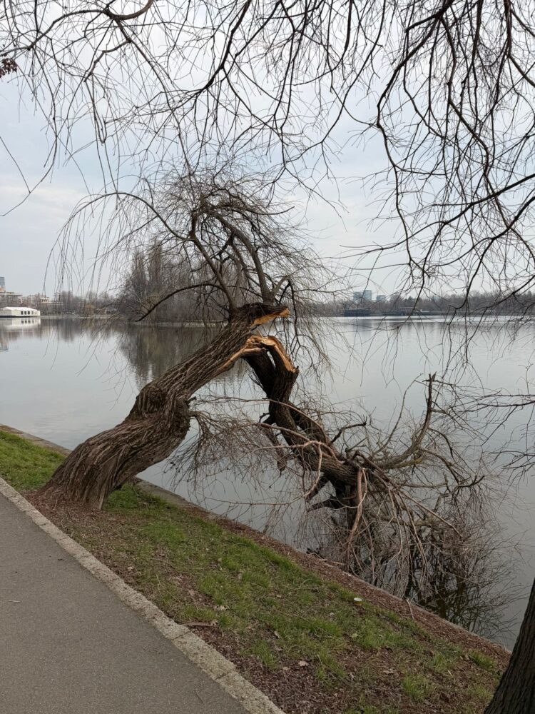 Parcul Regele Mihai I