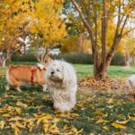 Plimbarea câinilor fără lesă bucureșteni