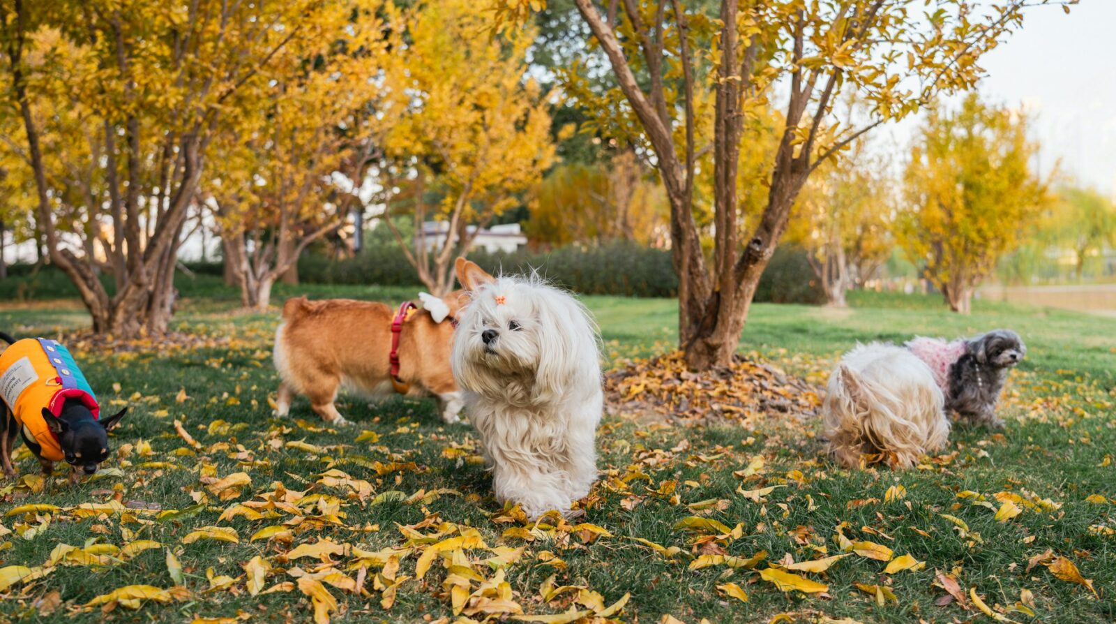 Plimbarea câinilor fără lesă bucureșteni