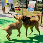 ASPA | Următorul târg de adopții are loc pe 28 martie, într-un petshop din Sectorul 3