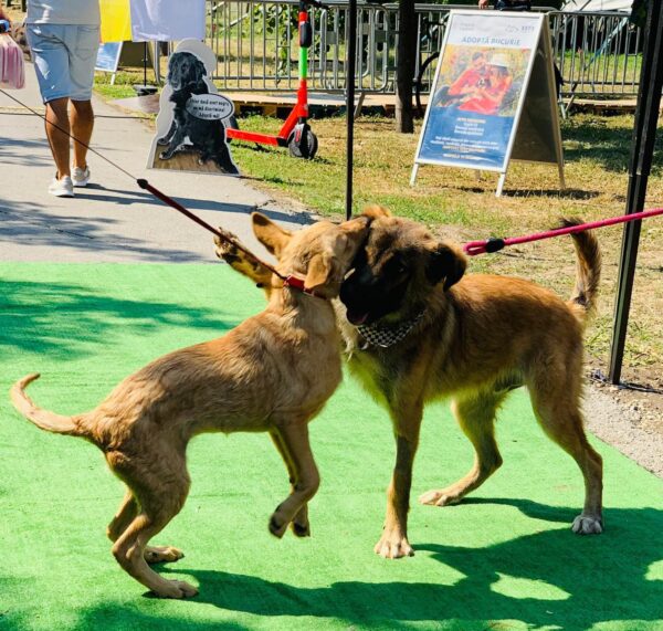 ASPA | Următorul târg de adopții are loc pe 28 martie, într-un petshop din Sectorul 3