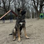 INVESTIGAȚIE CANINĂ | Nu-i de joacă în țarcurile din Sectorul 2. A ce miroase în Motodrom?