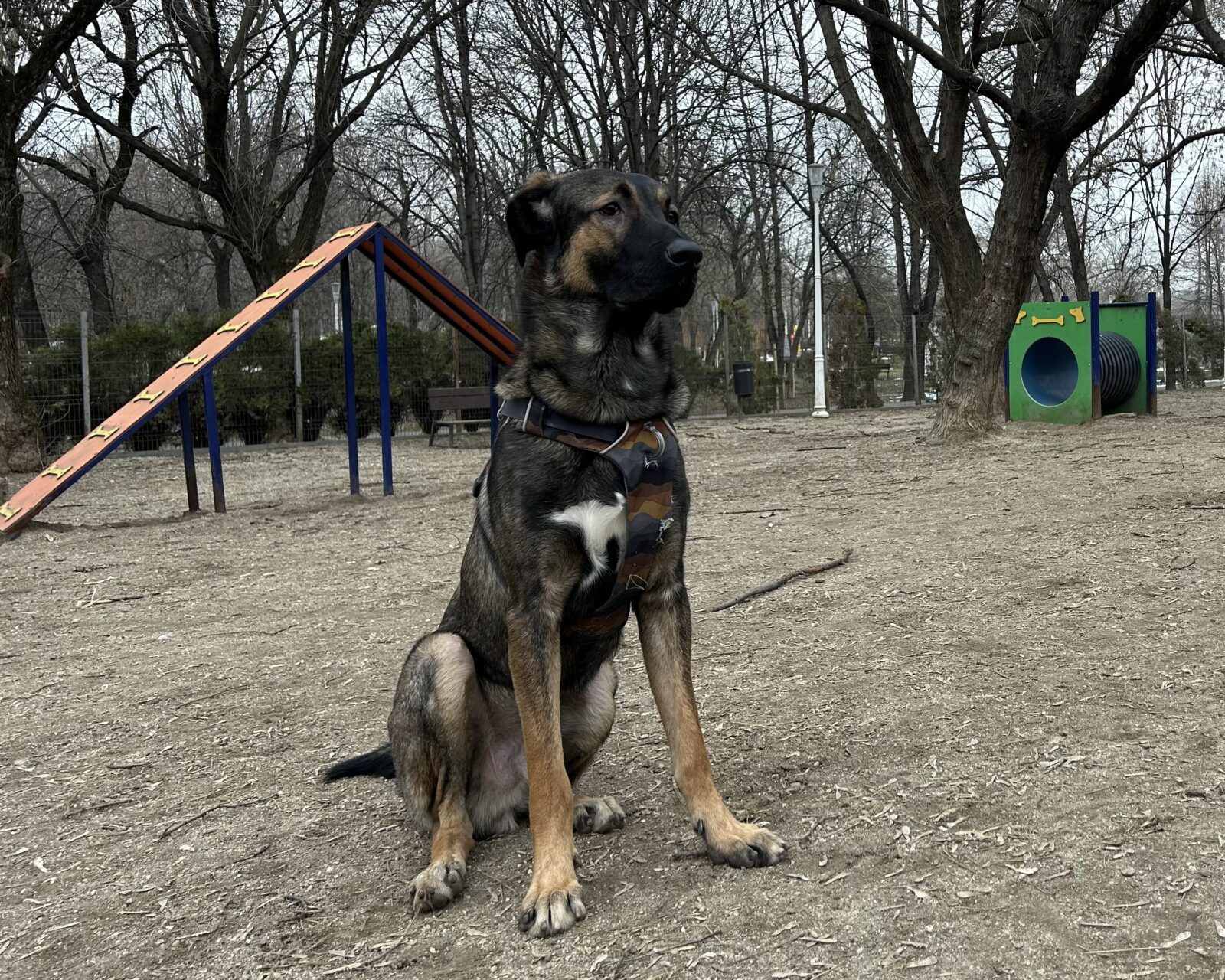 INVESTIGAȚIE CANINĂ | Nu-i de joacă în țarcurile din Sectorul 2. A ce miroase în Motodrom?