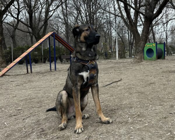 INVESTIGAȚIE CANINĂ | Nu-i de joacă în țarcurile din Sectorul 2. A ce miroase în Motodrom?