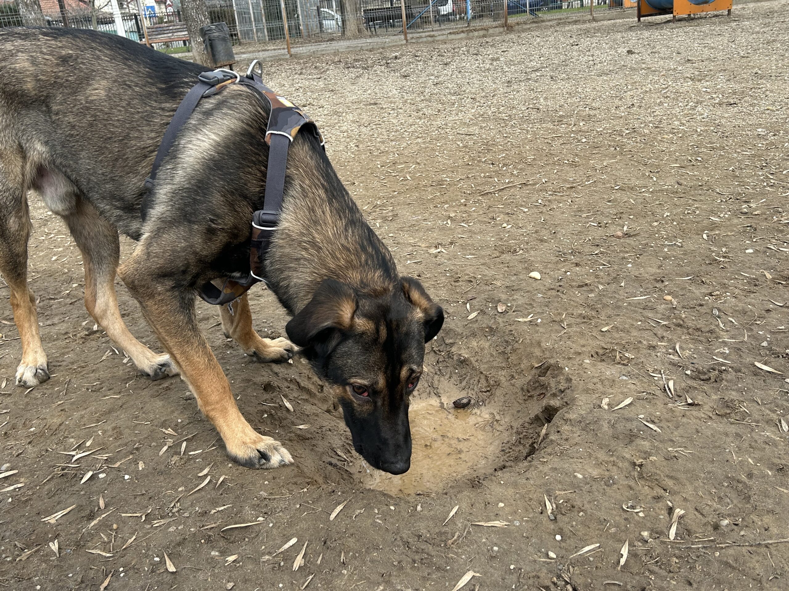 starr, oamenii, oameni, câini, voie