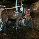 Caz șocant de cruzime față de animale. Un bărbat din Ilfov a fost arestat preventiv, după ce și-a ucis câinele și și-a bătut calul. Nu este la prima infracțiune. Foto: Protecţia Animalelor CJ Ilfov