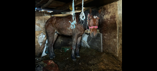 Caz șocant de cruzime față de animale. Un bărbat din Ilfov a fost arestat preventiv, după ce și-a ucis câinele și și-a bătut calul. Nu este la prima infracțiune. Foto: Protecţia Animalelor CJ Ilfov