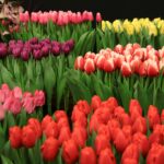 Primarul promovează „Florii în Dorobanți” înainte de aprobarea bugetului de 15.000 de euro