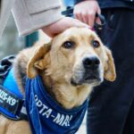 Serviciul Protecția Animalelor PetExpo