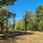 Atelier de întreținere a arborilor maturi, în Parcul Tineretului | FOTO: Asociația Parcul Natural București