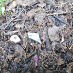 Compost gratuit cu deșeuri, distribuit de Primăria Sectorului 3. Foto: FB/ Bogdan Romanescu