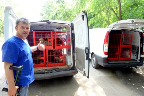 Cadavre de câini găsite în „abatorul” de lângă București