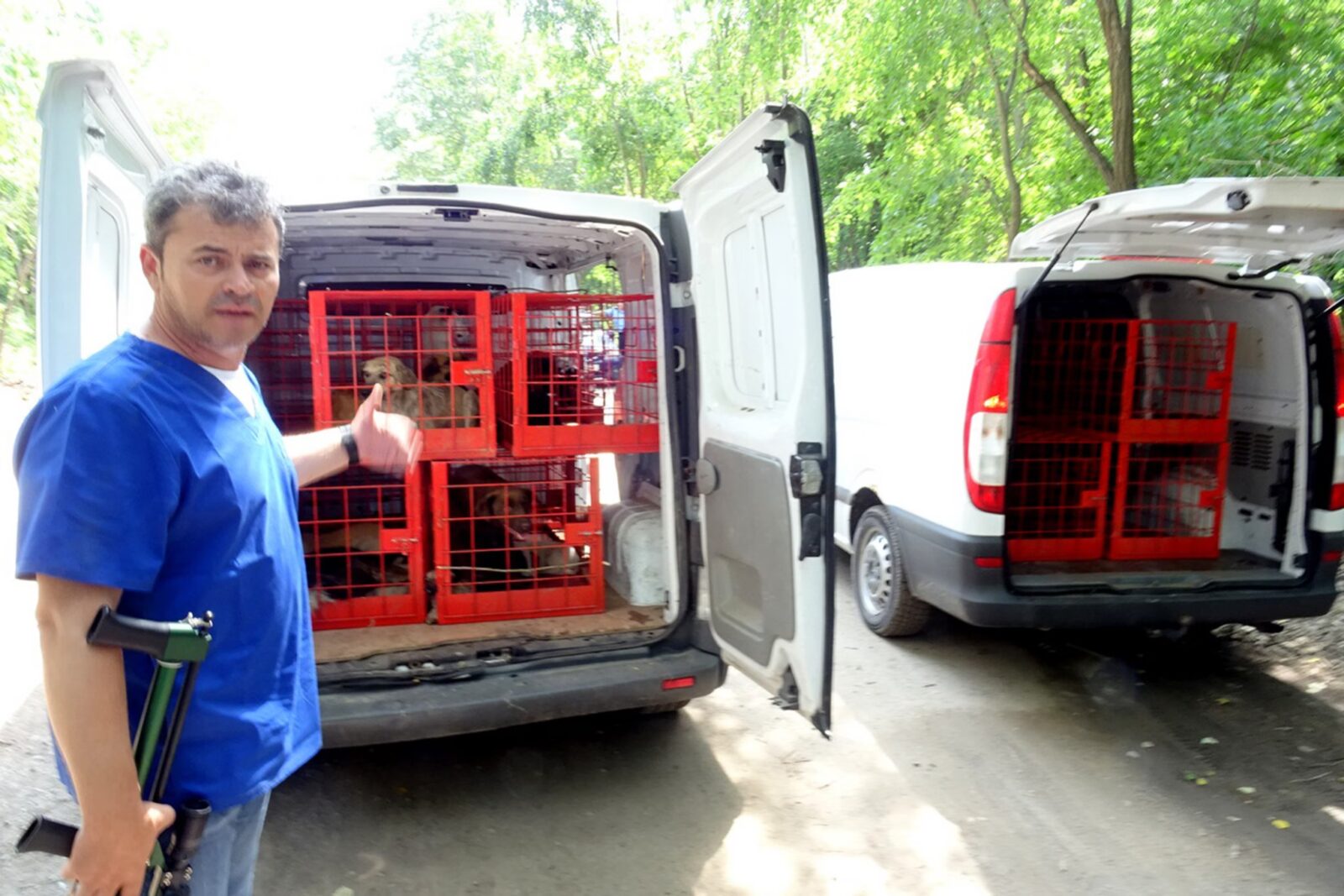 Cadavre de câini găsite în „abatorul” de lângă București