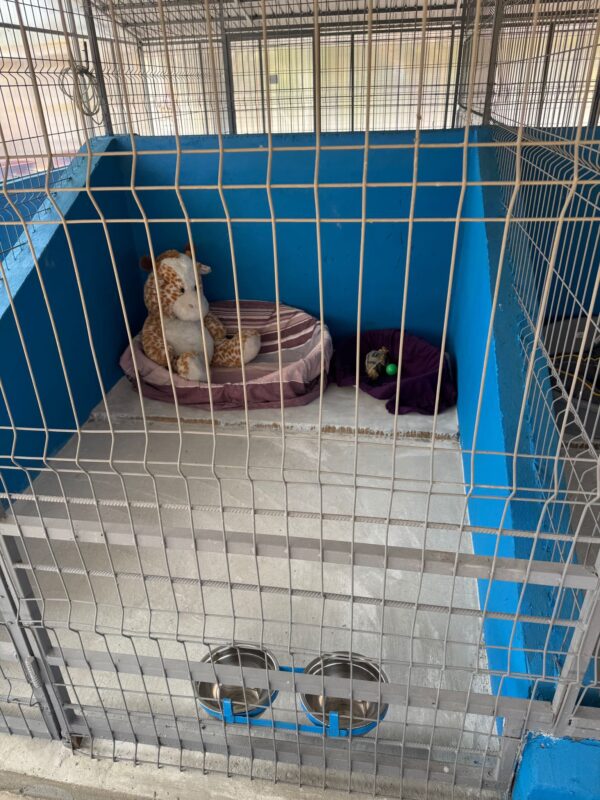 Primul centru public de adopții pentru căței a fost deschis în Ilfov. FOTO: Centrul de Adoptii Ilfov/ Facebook