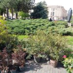 Plantări în Grădina Ateneului. Foto: FB/ PMB