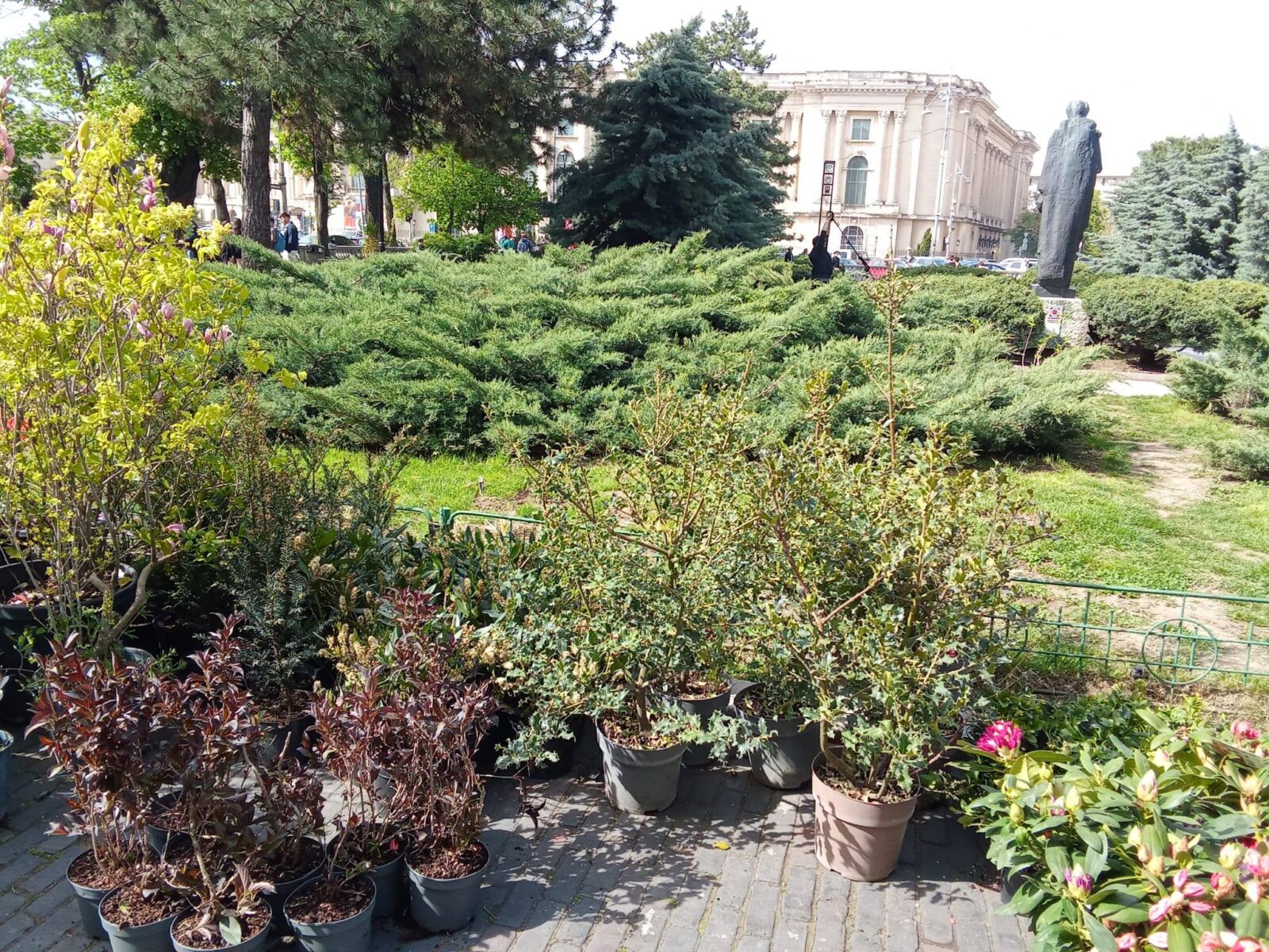 Plantări în Grădina Ateneului. Foto: FB/ PMB