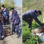 ASPA 61 de câini abandonați preluați