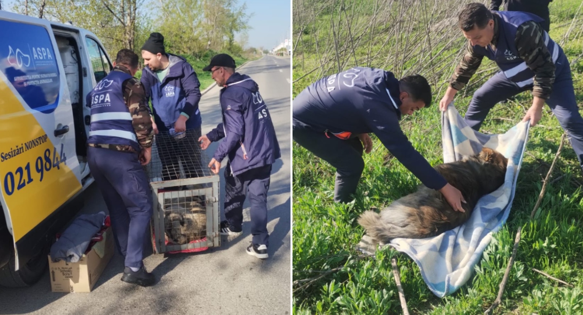 ASPA 61 de câini abandonați preluați