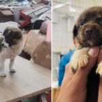 ASPA peste 600 de câini abandonați