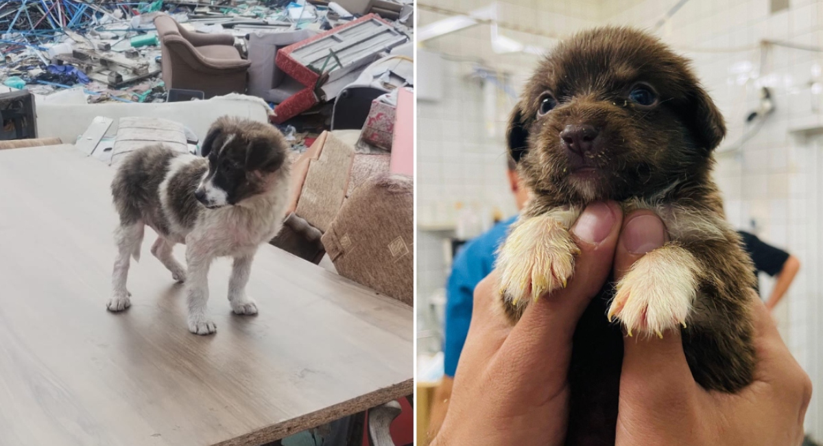 ASPA peste 600 de câini abandonați