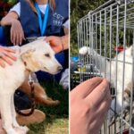 ASPA următorul târg de adopții căței și pisici