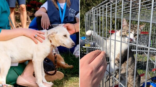 ASPA următorul târg de adopții căței și pisici