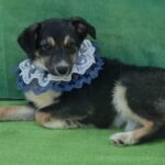 Adăposturile ASPA 1 Mai