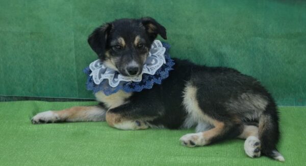 Adăposturile ASPA 1 Mai