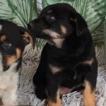 Adăposturile ASPA închise de Paște