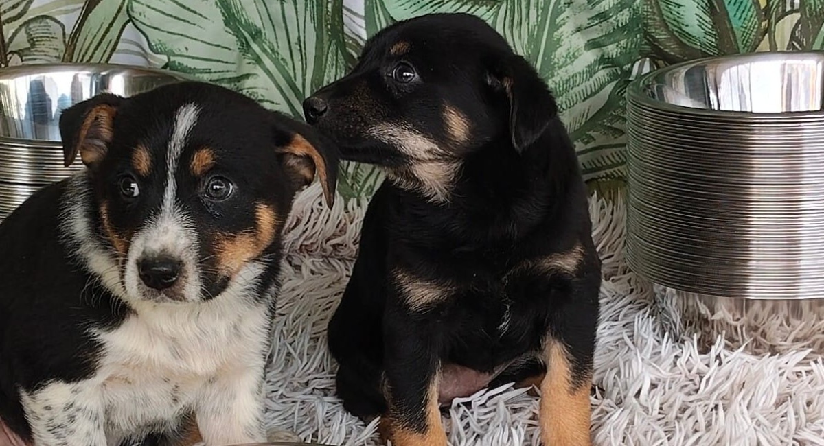 Adăposturile ASPA închise de Paște