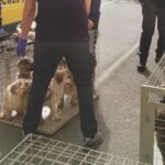 Zeci de câini, salvați dintr-un apartament din Sectorul 4. Animalele erau ținute în mizerie, fără apă și mâncare suficientă