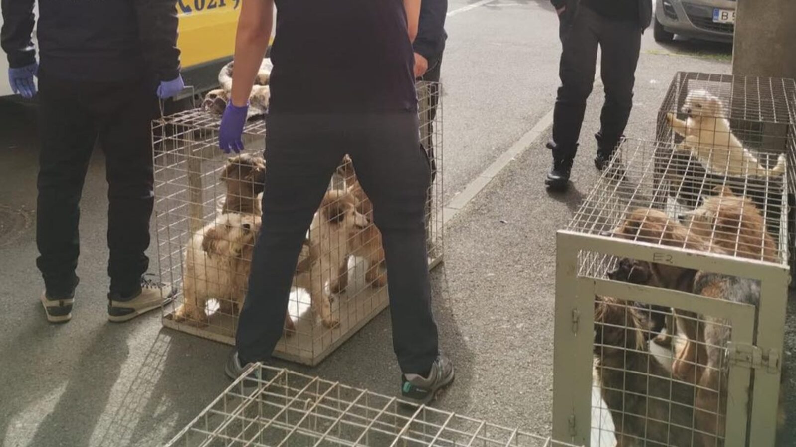 Zeci de câini, salvați dintr-un apartament din Sectorul 4. Animalele erau ținute în mizerie, fără apă și mâncare suficientă