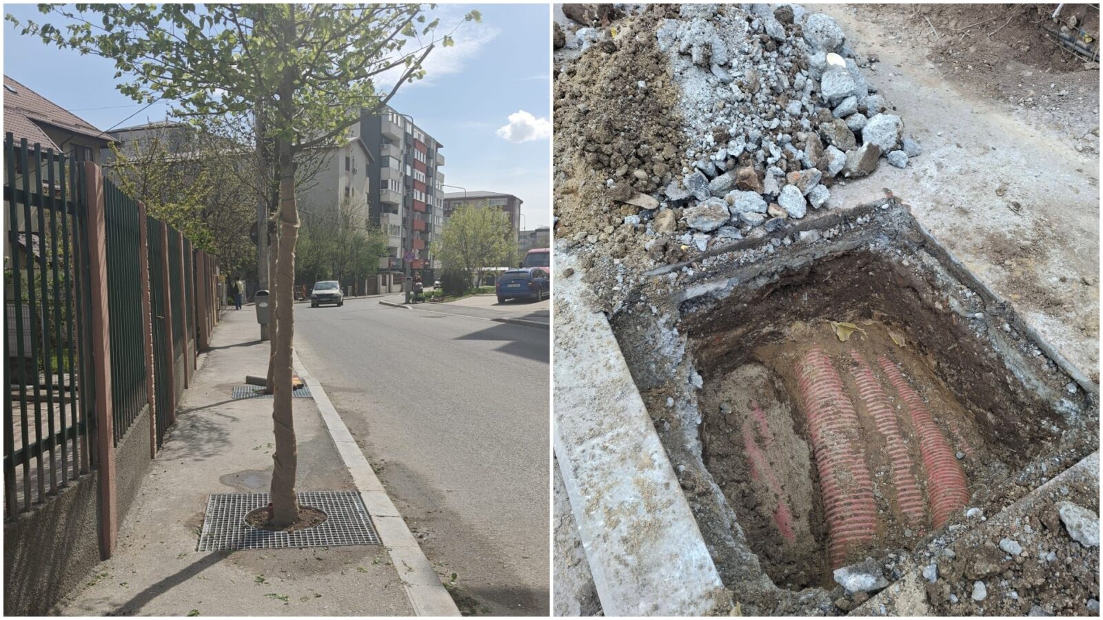 copacii plantați
