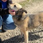 Sterilizări gratuite câinii cu deținător Ilfov