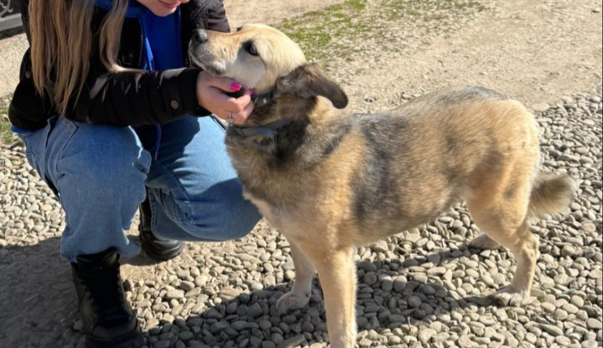 Sterilizări gratuite câinii cu deținător Ilfov