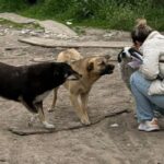 Sterilizări gratuite câinii cu stăpân