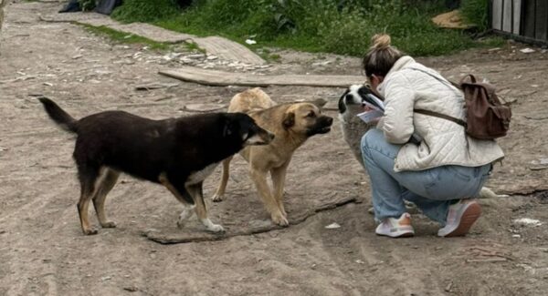 Sterilizări gratuite câinii cu stăpân