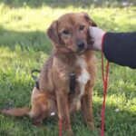 Sterilizări gratuite câinii cu stăpân Ilfov