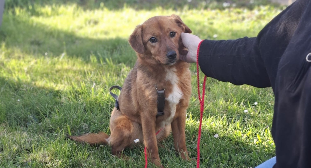 Sterilizări gratuite câinii cu stăpân Ilfov