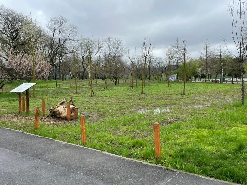 pajiștile urbane din Berceni