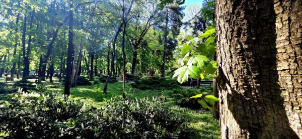 Consultare publică privind reamenajarea Parcului Kiseleff, prin concurs internațional de soluții. Foto: PS1